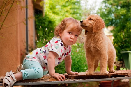 Photographing 1 year old kids and Golden Retriever puppies requires huge LUCK...