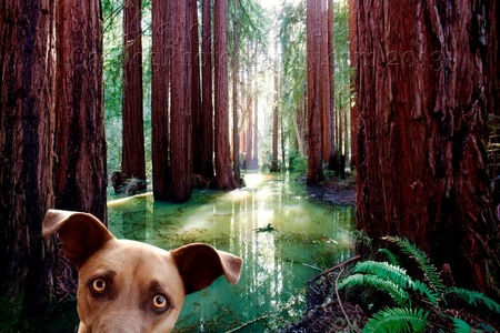 REDWOOD SWAMP DOG, IN AN UNUSUAL FLOODED REDWOOD GROVE...