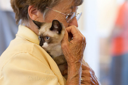 SIAMESE MIX WITH VOLUNTEER AT  HUMANE SOCIETY SILICON VALLEY