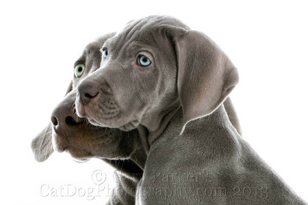 WEIMARANER PARENT AND PUPPY FOR AFB INTERNATIONAL