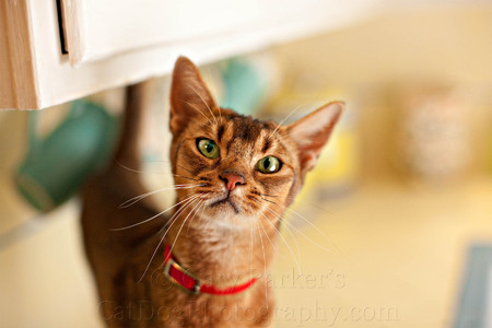 ABYSSINIAN ON THE KITCHEN COUNTER...  (FOR INVISIBLE FENCE)