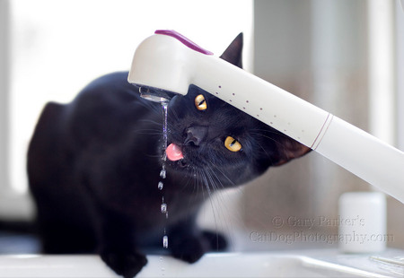 AMERICAN SHORTHAIR BLACK CAT COULD TURN ON THE FAUCET - FOR FRESHER WATER...