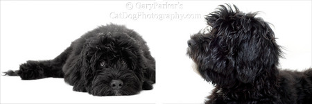 Baxter, a Portuguese Water Dog, was very comfortable in my makeshift location studio