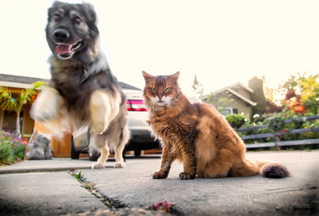 CAT HERDING ~ AMERICAN ALSATIAN "PRUDENCE", A BREED KNOWN AS DIREWOLVES,  INSTINCTIVELY HERDS HER PACK'S SOMALI CAT OUT OF THE DANGEROUS SIDEWALK ~